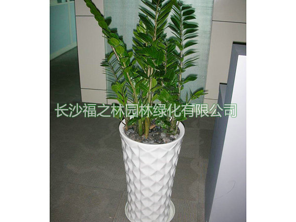 金錢樹