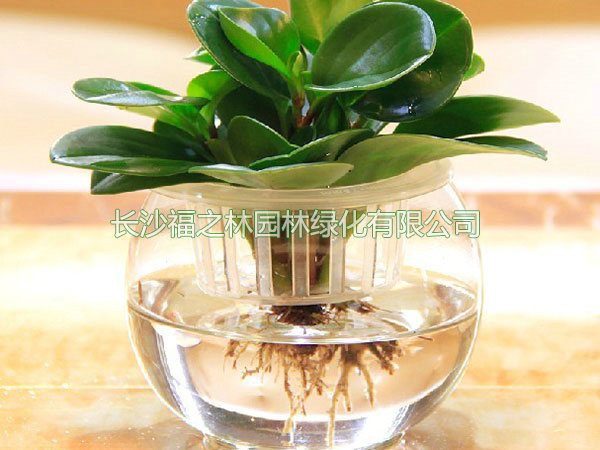 水培碧玉