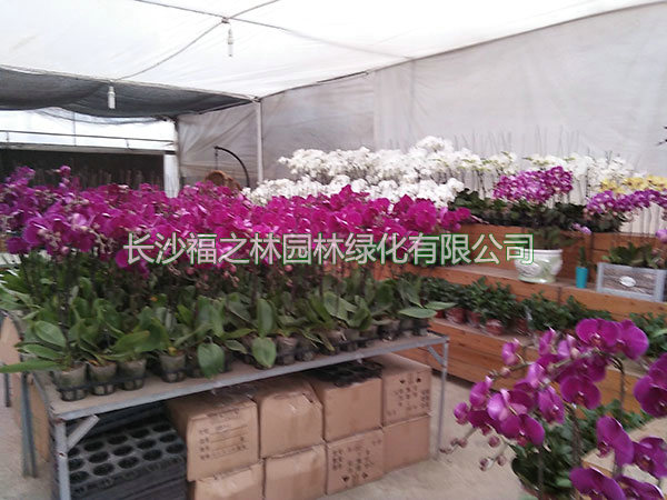 名貴花蝴蝶蘭