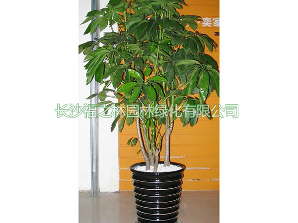 大葉傘