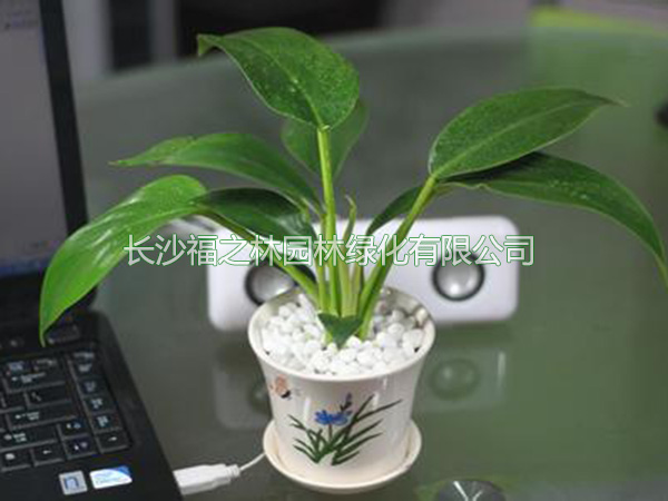 小金鉆