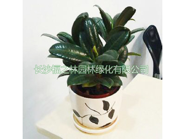 小橡皮樹