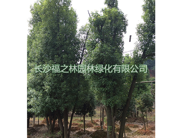 樟樹